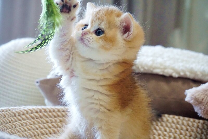 Dale British Shorthair male, black golden chinchilla