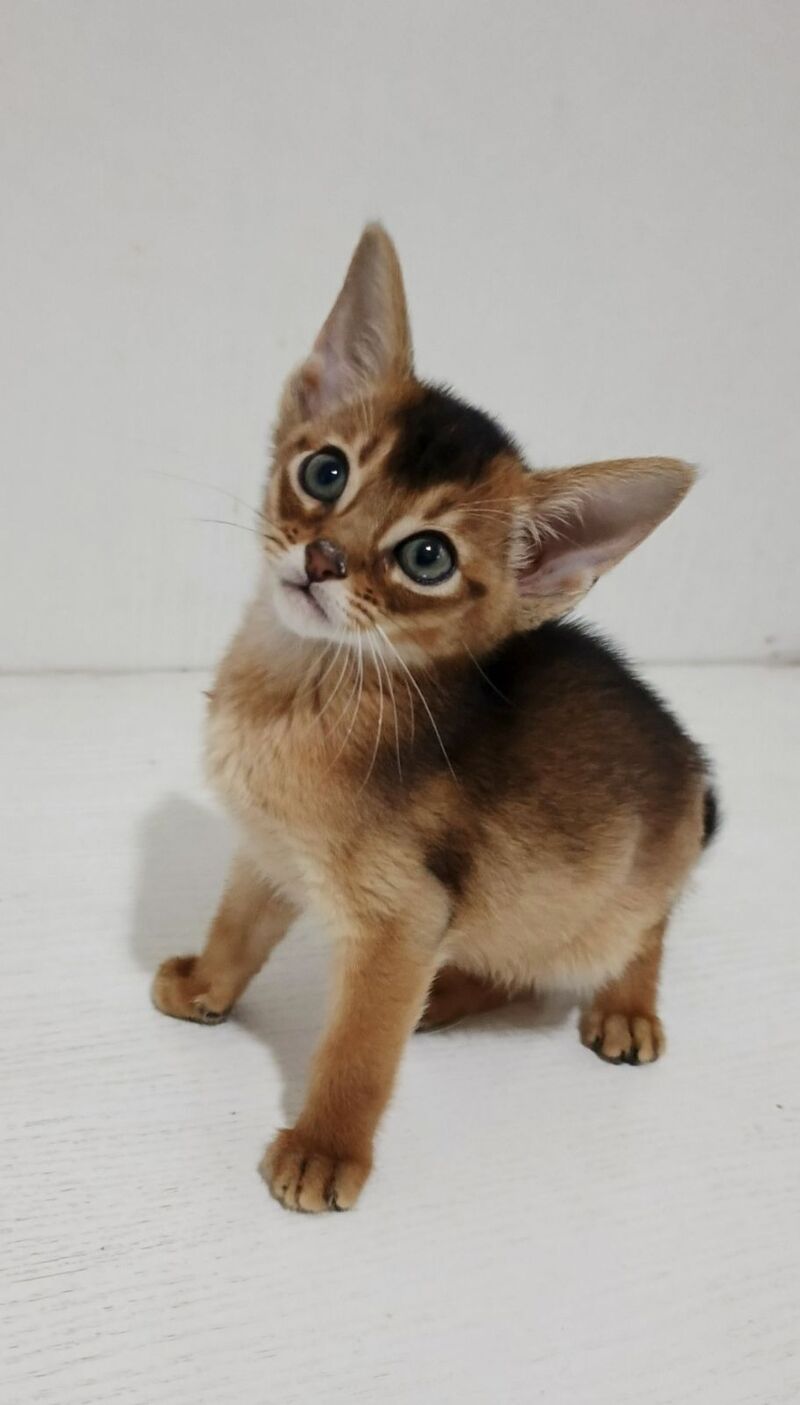 Gemma Abyssinian female ruddy - live animals