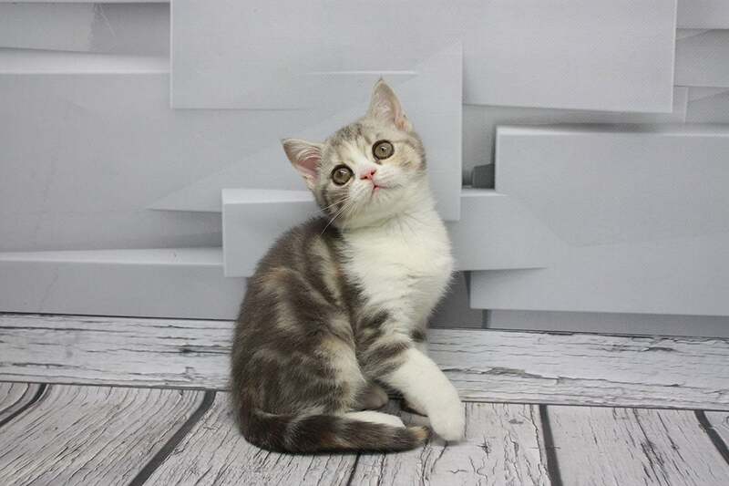 Candy Scottish Straight female, blue tortie tabby bicolour