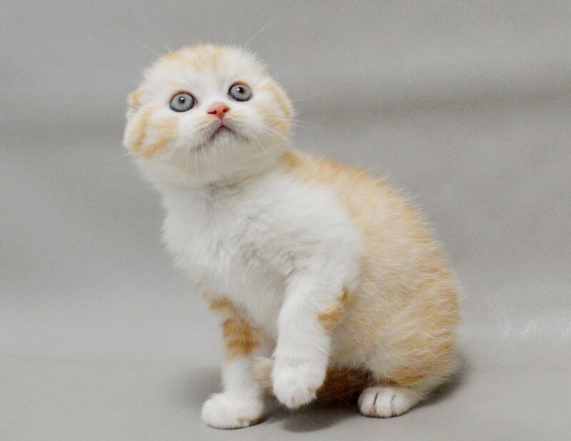 Vincent Scottish Fold male red silver spotted tabby bicolour - live animals