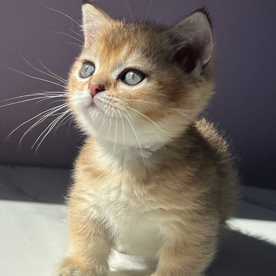 Bill Munchkin male, black golden ticked tabby