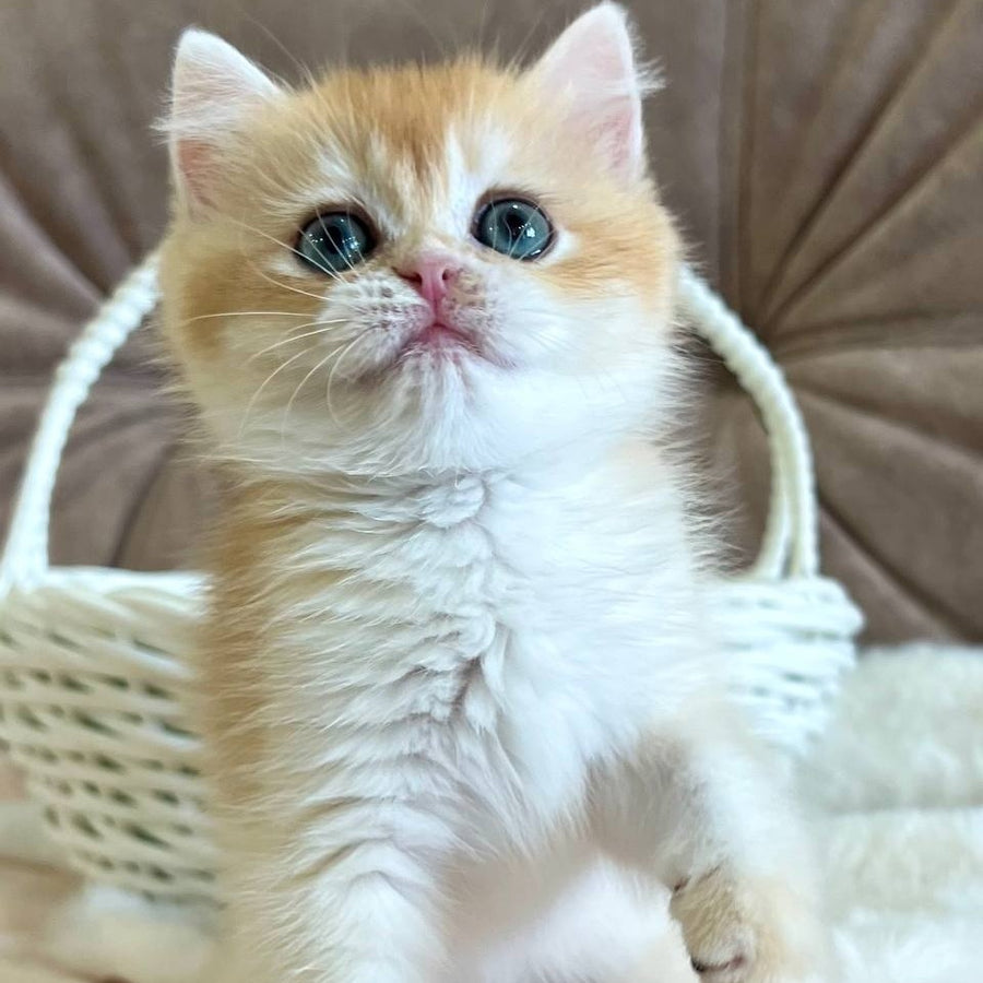 Zhorik British Shorthair male, black golden chinchilla