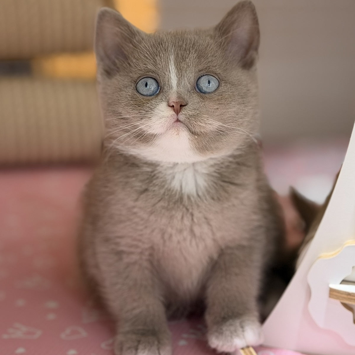 Solena British Shorthair female, lilac with white