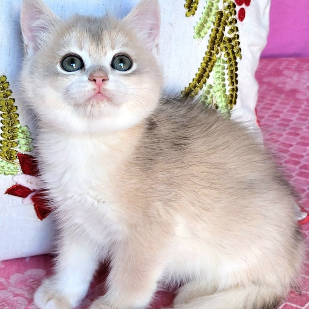 Adel British Shorthair female, blue golden chinchilla