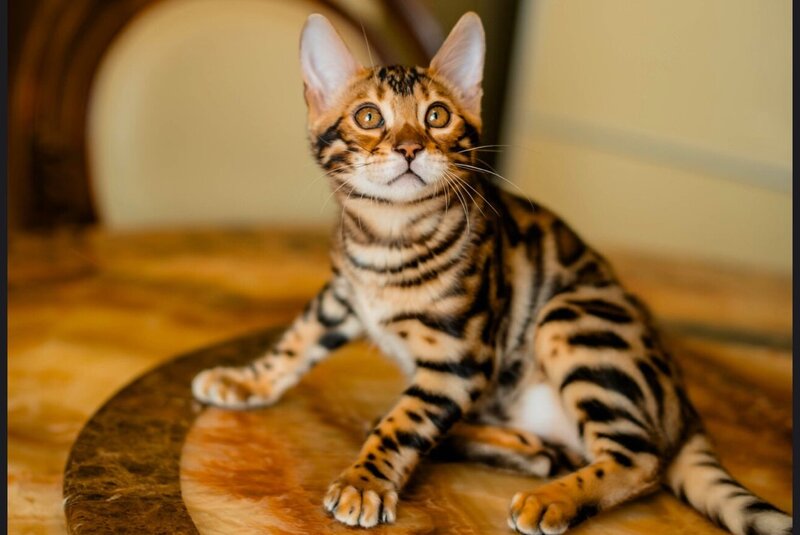 Amira Bengal female, black spotted tabby