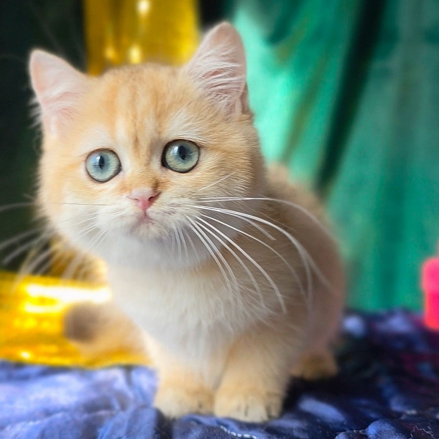 Trinity British Shorthair female, black golden shaded