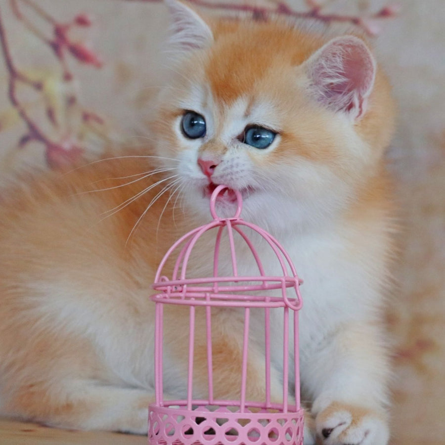 Yvonne British Shorthair female, black golden shaded