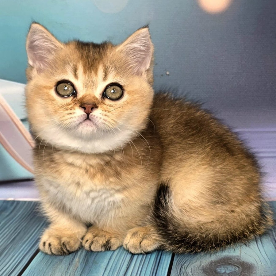 Crumble Munchkin male, black golden shaded
