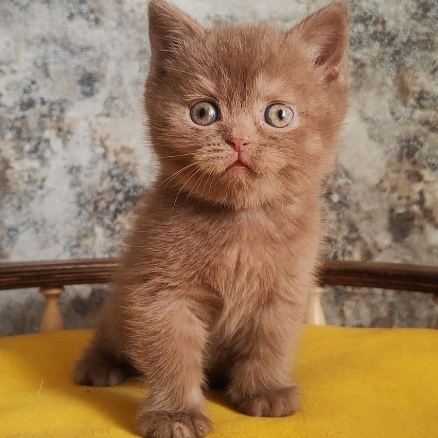 Betty British Shorthair female, cinnamon