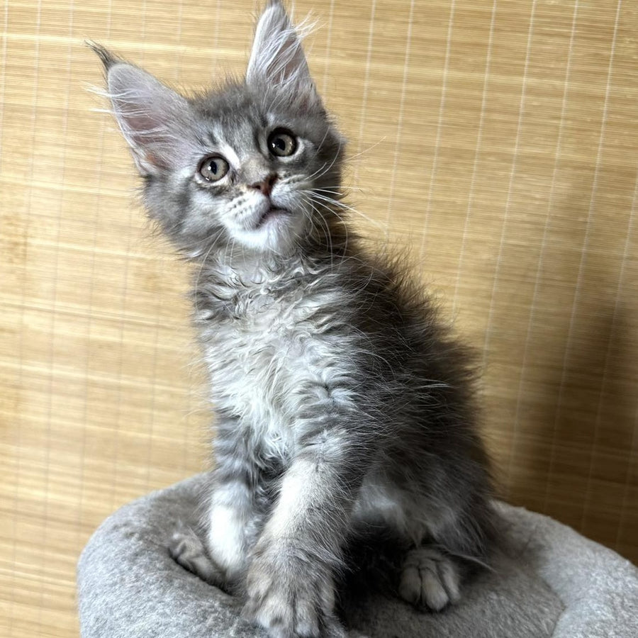 Mone Maine Coon male, blue silver ticked tabby