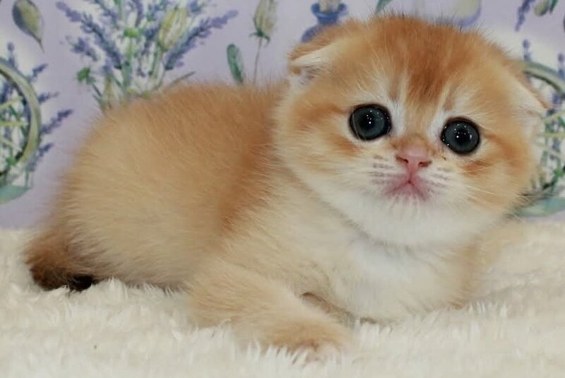 Joker Scottish Fold male, black golden chinchilla