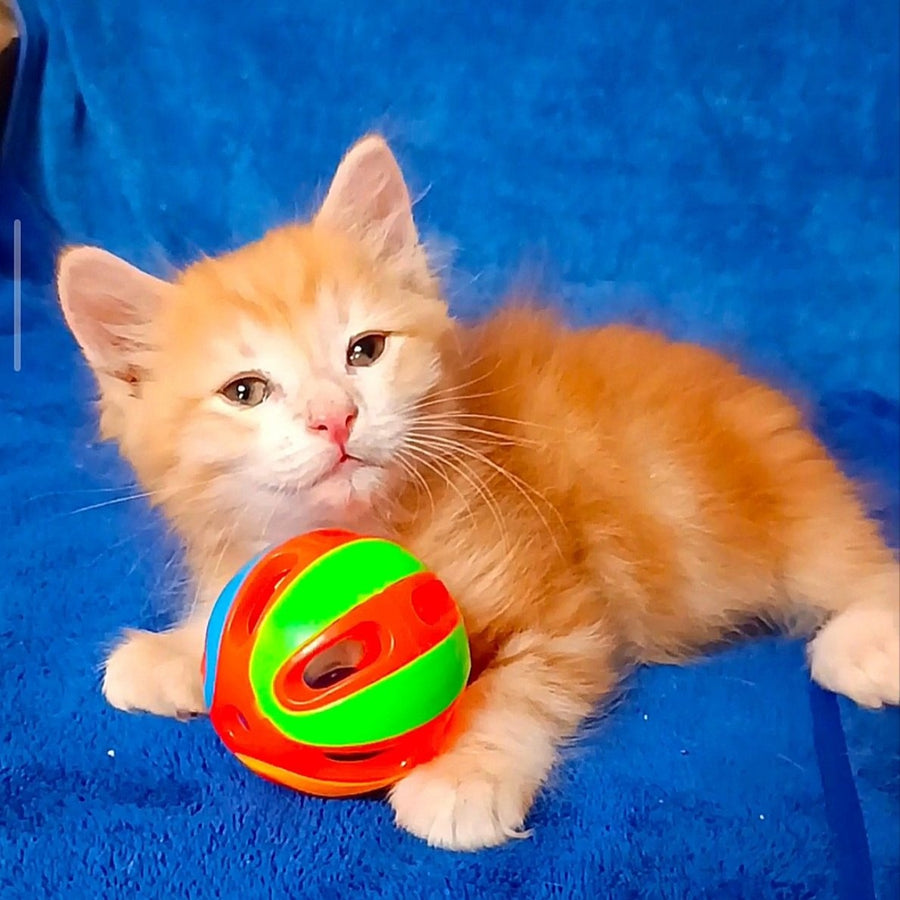 Elvis Siberian male, red tabby