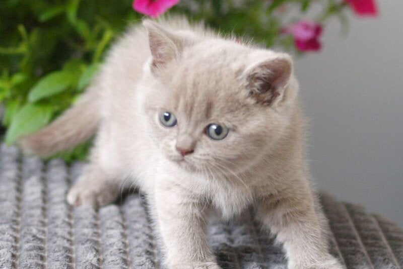 Ollie British Shorthair male, lilac