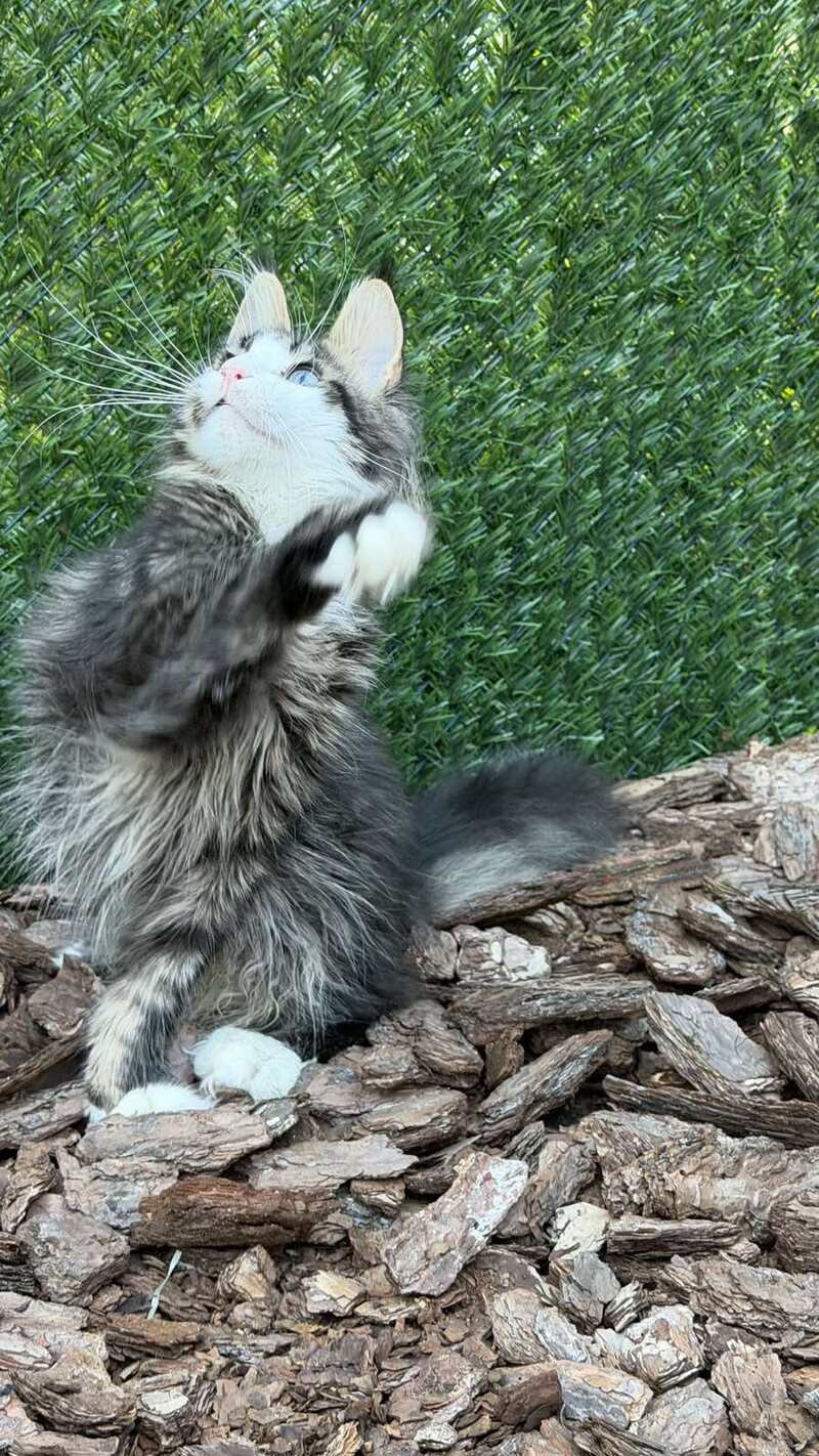 Dior Maine Coon male, black tabby with white
