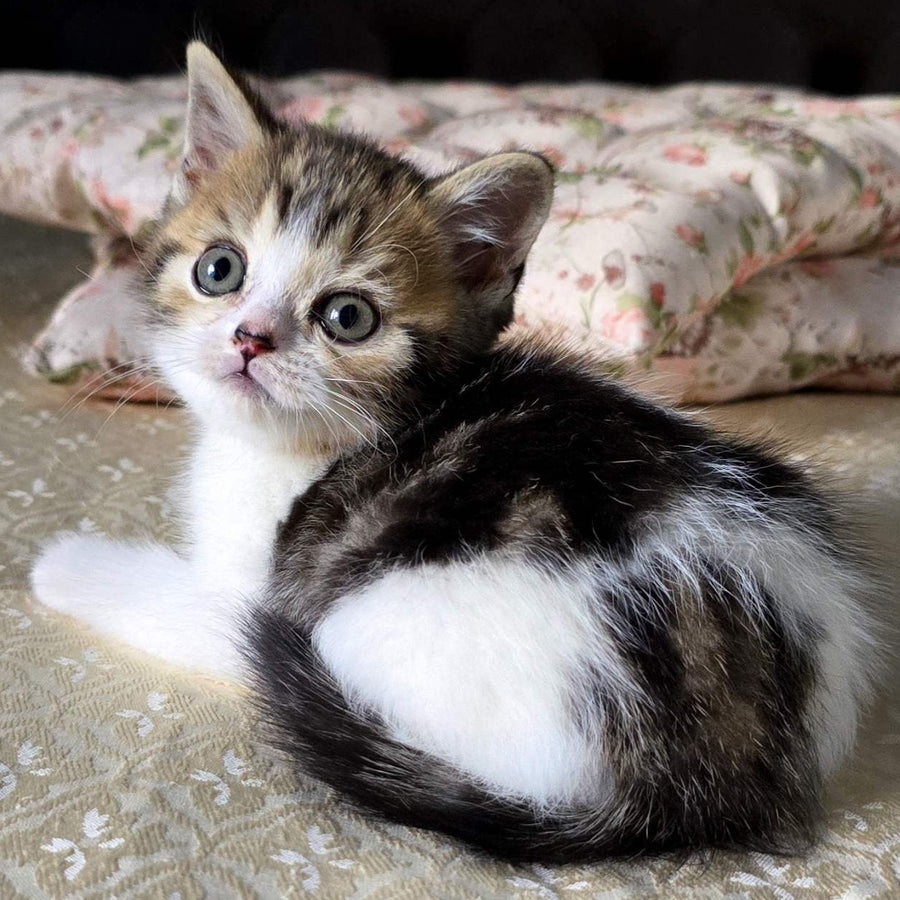 Dominic Scottish Straight male, black tabby bicolour