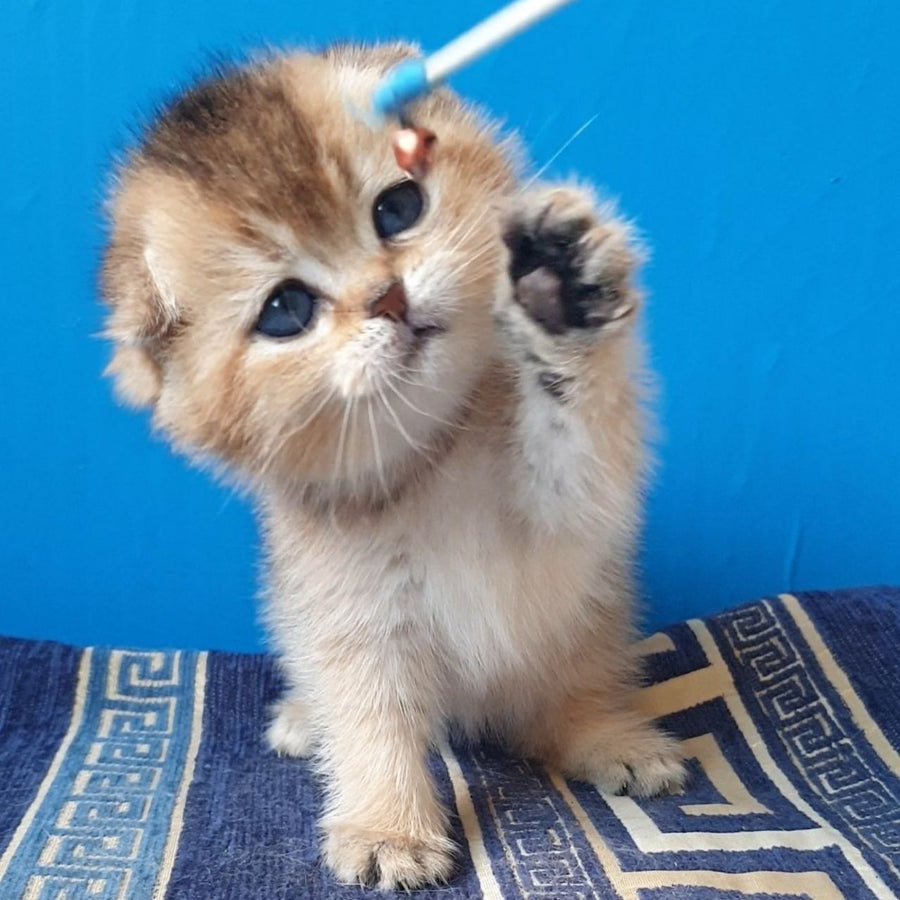 Kristina Scottish Fold female, black golden shaded