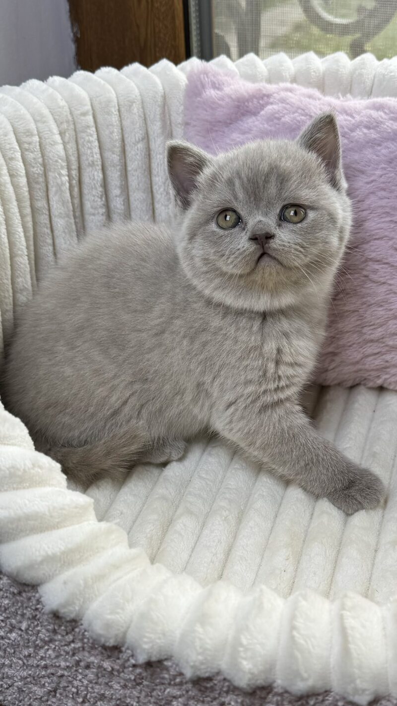 Blanca Scottish Straight female, lilac