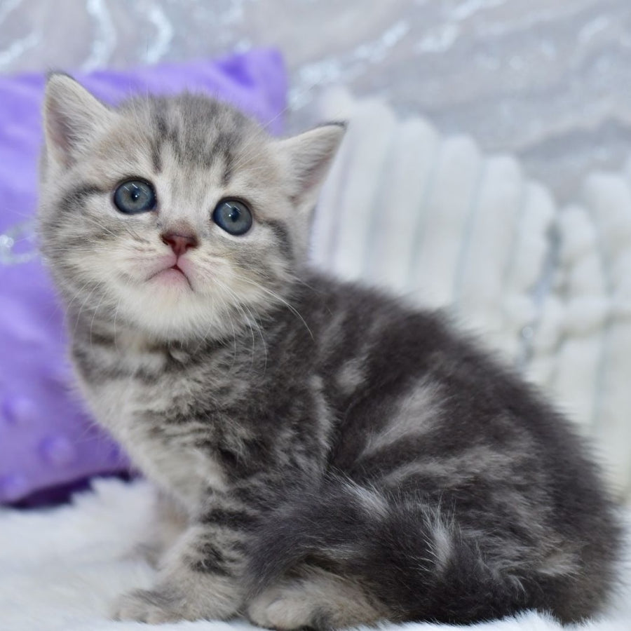 Luna Scottish Straight female, blue tabby