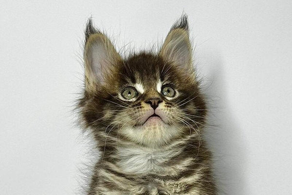 Jetta Maine Coon female black tabby - live animals