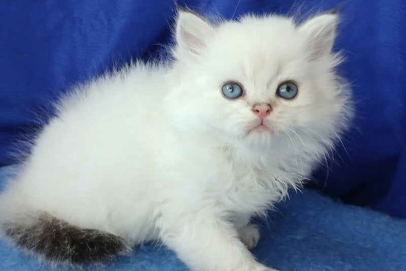 Lotos British Longhair male, black golden shaded pointed