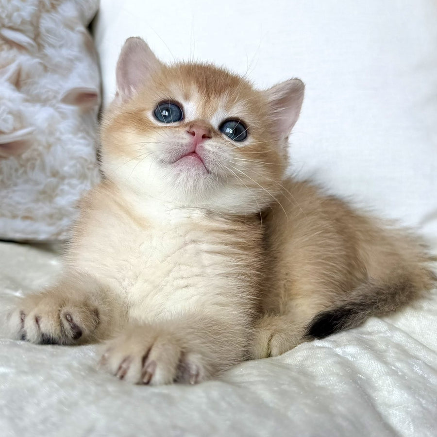Odri British Shorthair female, black golden chinchilla