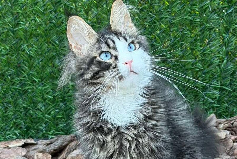 Dior Maine Coon male, black tabby with white