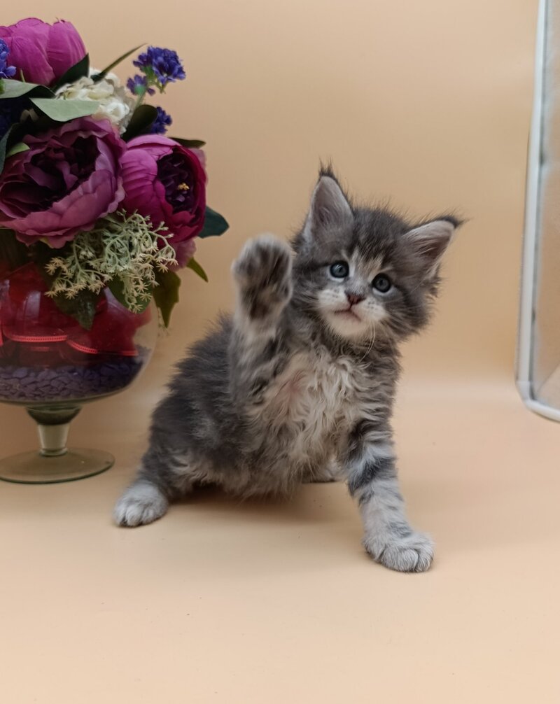 Damond Maine Coon male, blue silver tabby