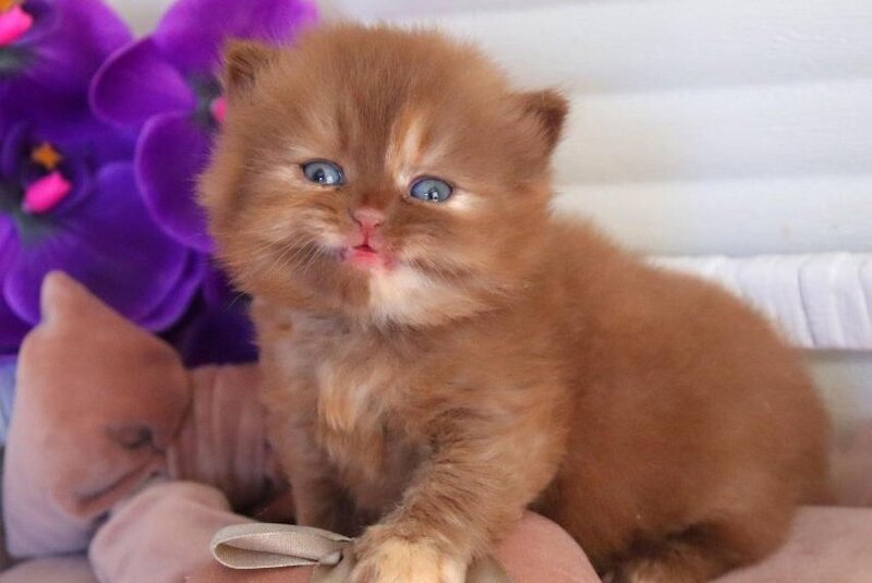 Rina British Longhair female cinnamon tortie - live animals