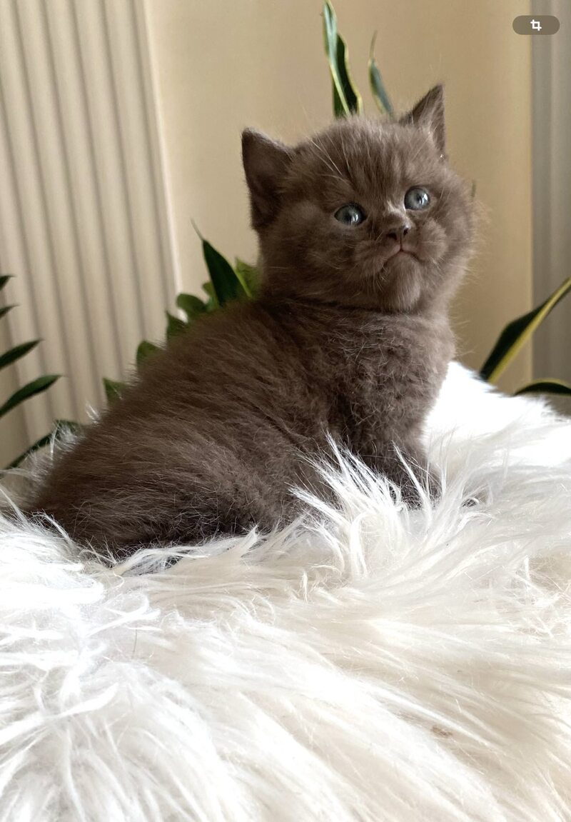 Zefir British Shorthair male chocolate - live animals