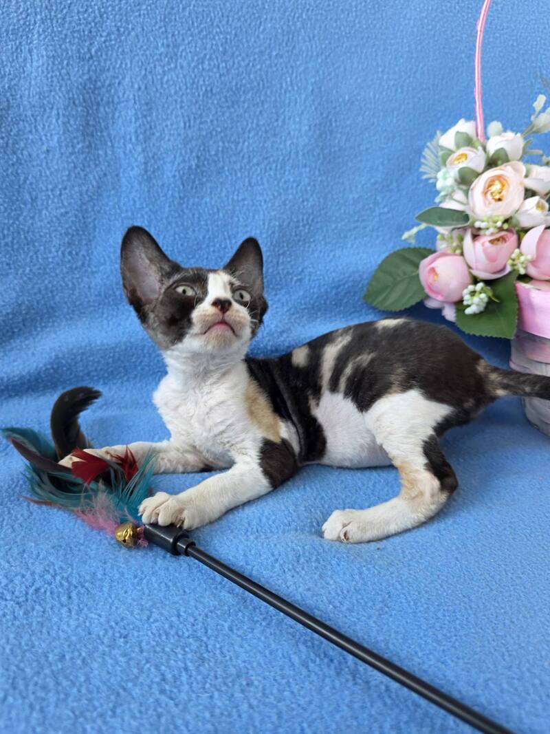 Dulcinea Devon Rex female black tortie bicolour - live animals
