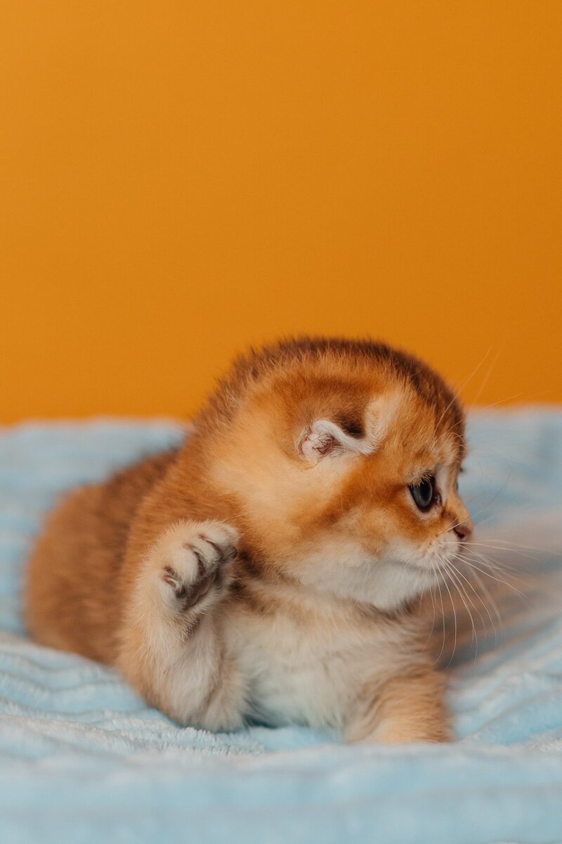 Vangog Scottish Fold male, black golden ticked tabby