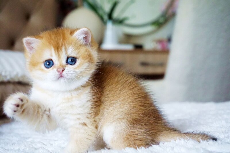 Iris British Shorthair female, black golden chinchilla