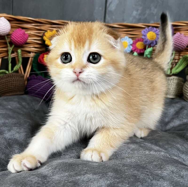 Kerry Scottish Fold female black golden chinchilla - live animals
