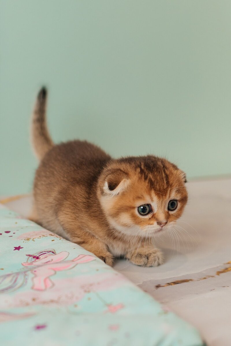 Velur Scottish Fold male, black golden ticked tabby