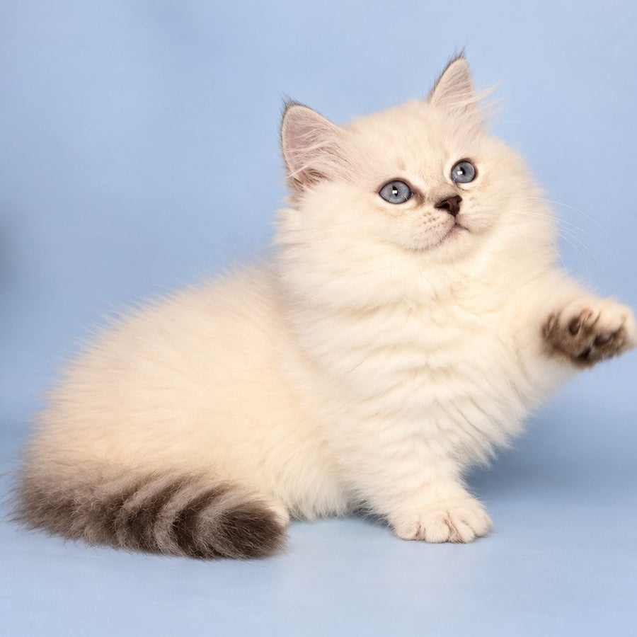 Diana Munchkin female, chocolate silver shaded pointed