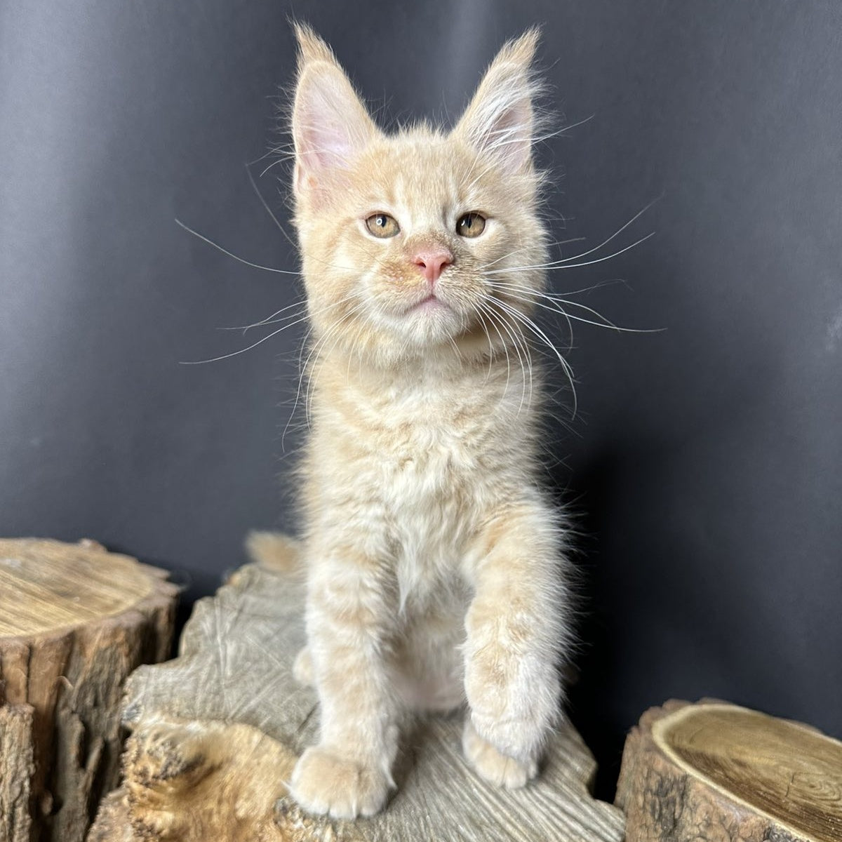 Pluto Maine Coon male, cream bicolour
