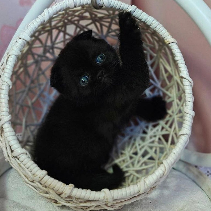Xander Scottish Fold male, black