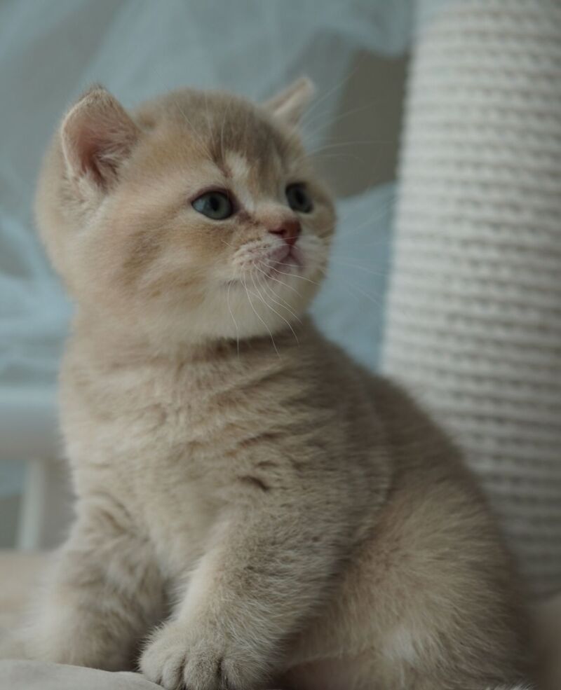Ronan British Shorthair male, chocolate ticked tabby