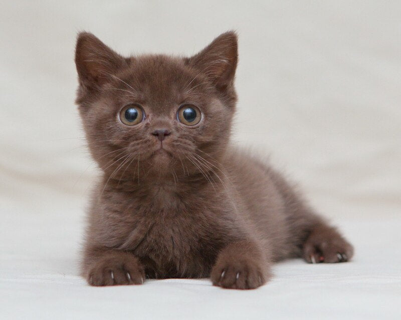 Neko British Shorthair male, chocolate