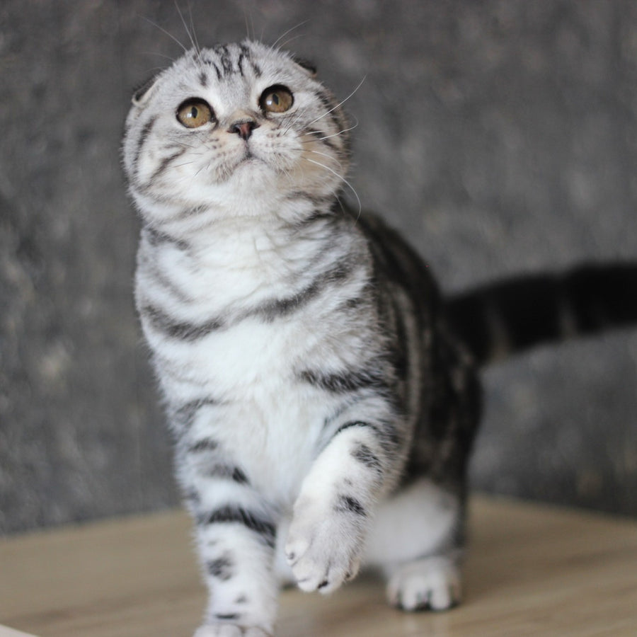 Jakline Scottish Fold female, black silver tabby