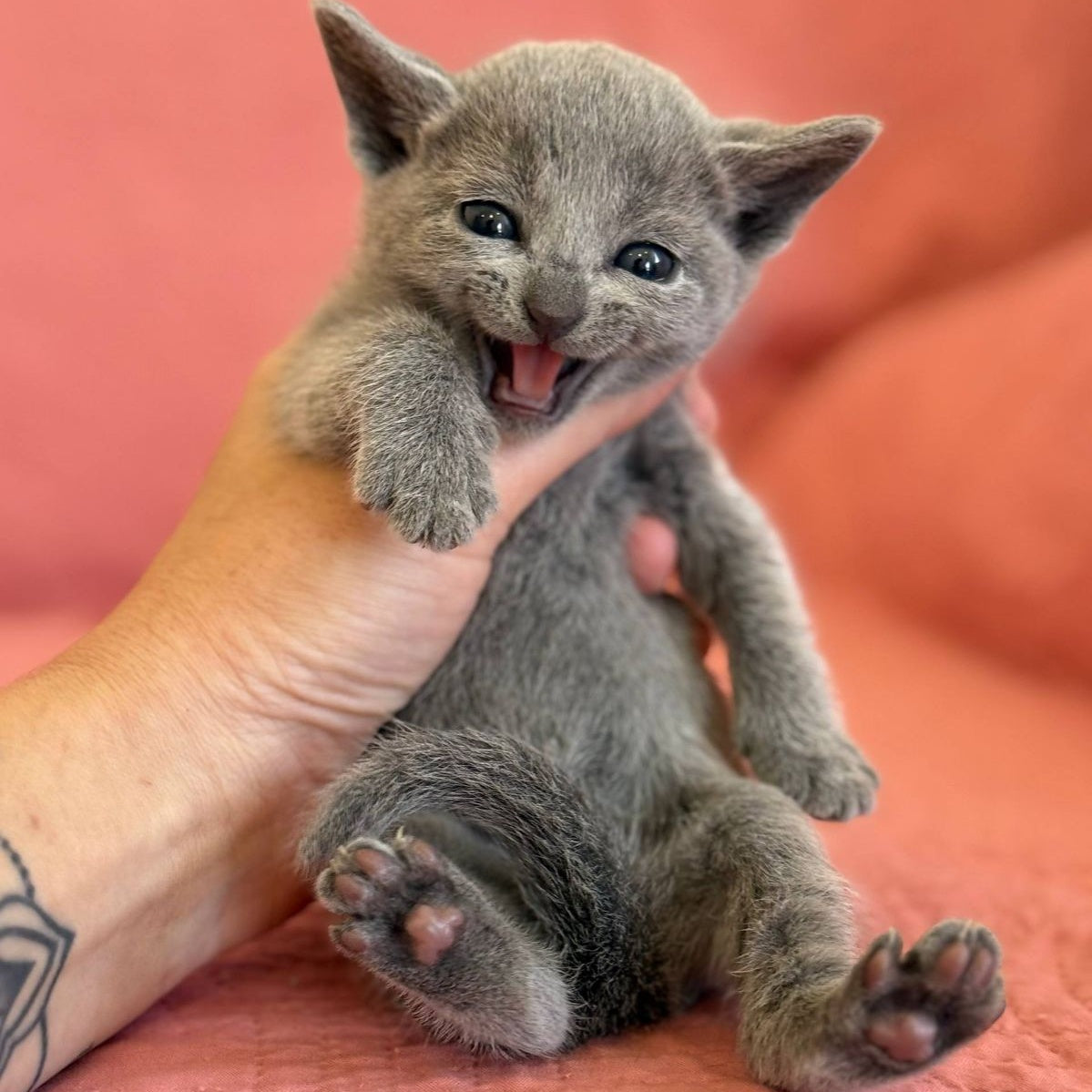 Nona Russian Blue female, blue