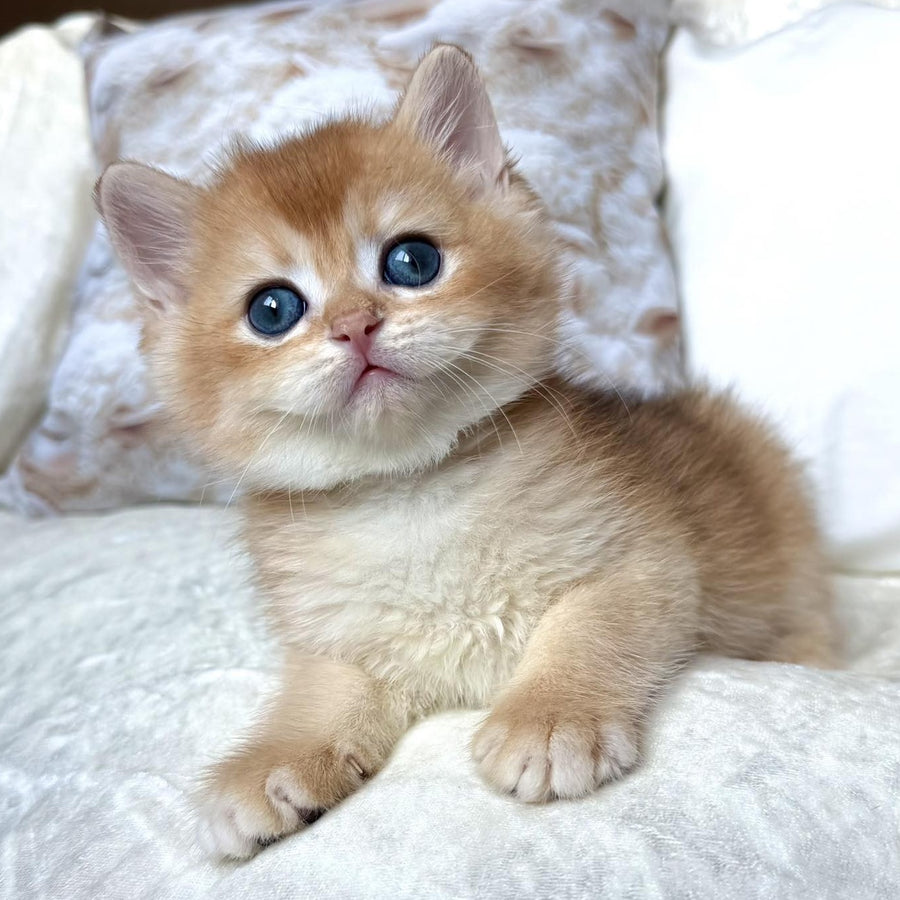 Oliver British Shorthair male, black golden chinchilla