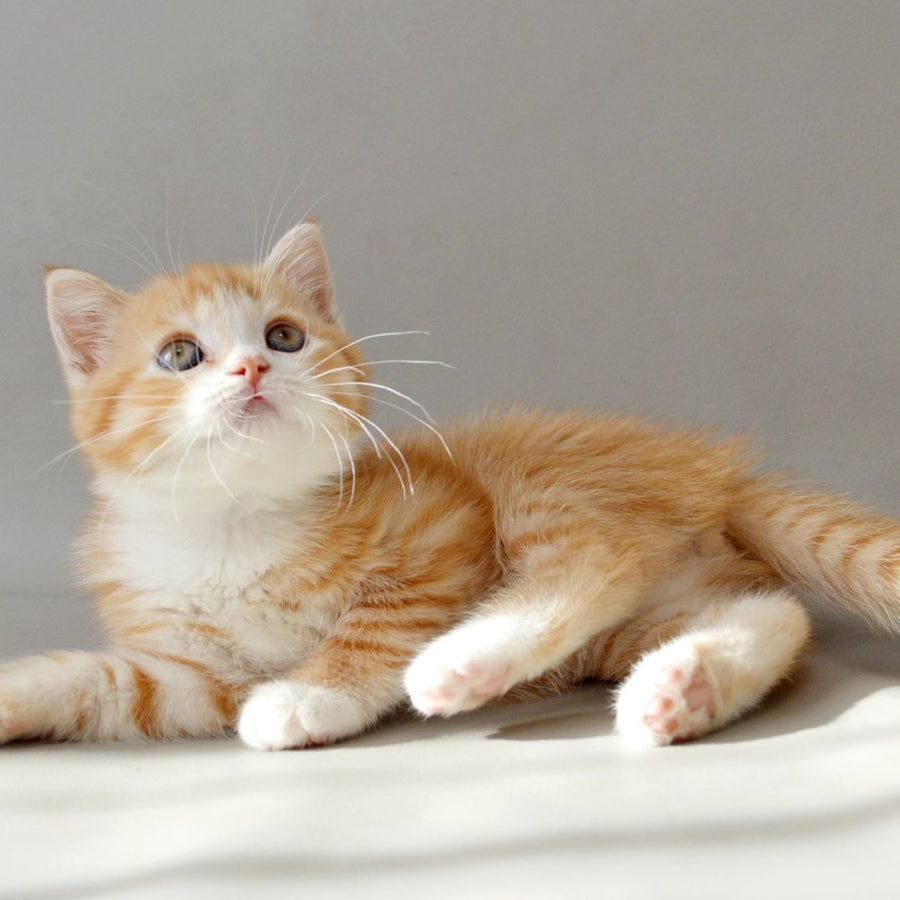 Wilma Scottish Straight female, red spotted tabby bicolour
