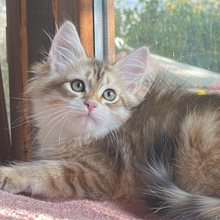 Yukon Siberian male, black golden tabby