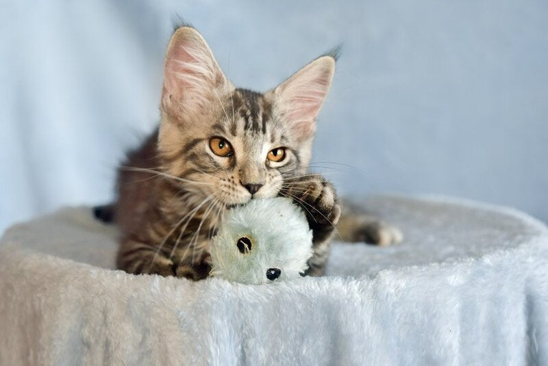 Uilliam Maine Coon male, black silver tabby