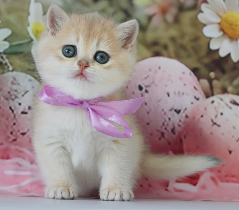 Fifa British Shorthair female blue golden chinchilla live animals