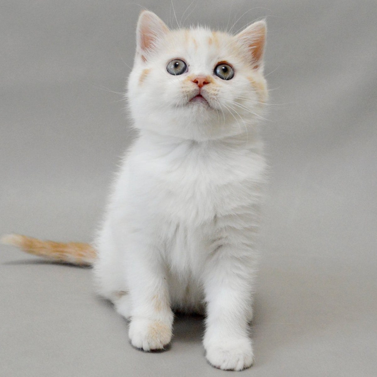 Xenia Scottish Straight female, red silver tabby bicolour