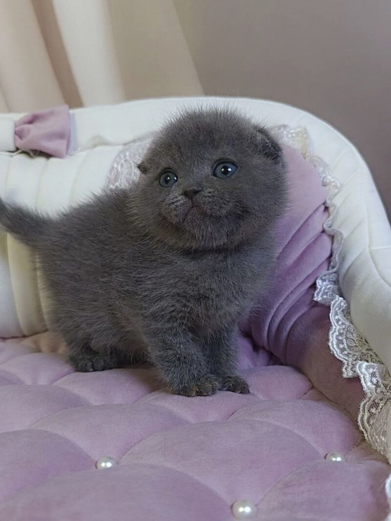 Jelly Scottish Fold female blue - live animals