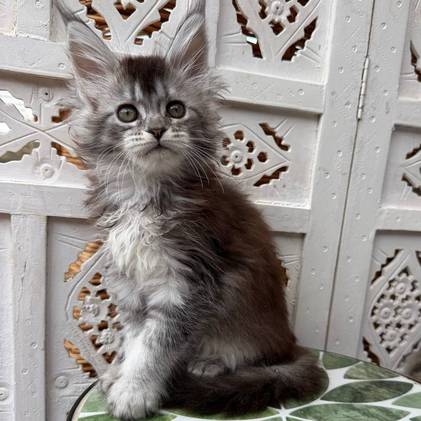 Blossom Maine Coon female, black silver tabby