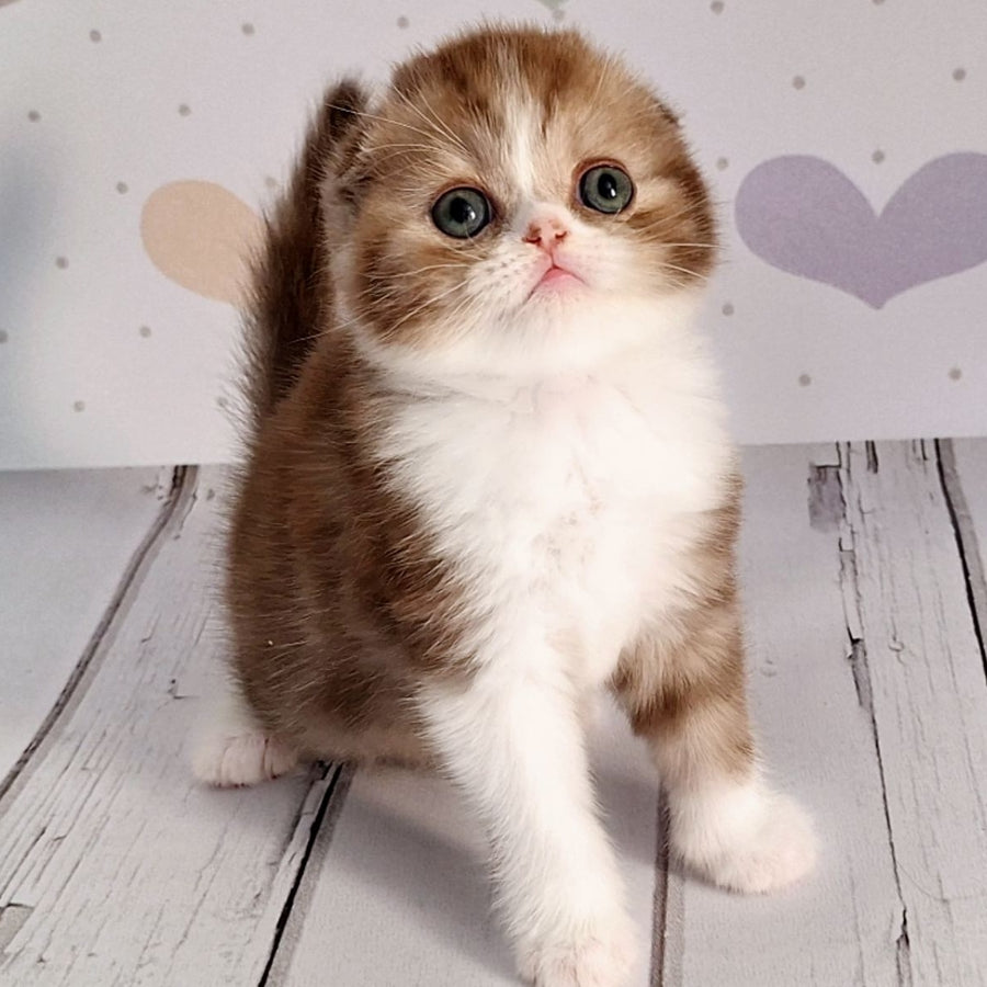 Angel Scottish Fold male, chocolate silver bicolour